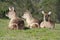 Resting Waterbuck