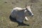 Resting white cow on the meadow in Bulgaria