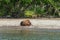 Resting wild bear on the shore of Kurile Lake in Kamchatka