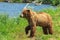 Resting wild bear on the shore of Kurile Lake in Kamchatka