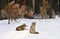 Resting wild coyotes in the snow, Yosemite Valley, Yosemite National Park