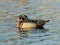 Resting Wood Duck