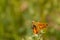 Resting Woodland Skipper