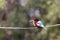 A resting young kingfisher in farm land