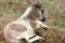 A resting young, little Icelandic foal