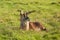 Resting young Sable antelope
