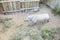 Restless black rhino being kept in an enclosure