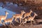 Restless Impalas near a waterhole