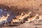 Restless Impalas near a waterhole