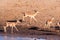 Restless Impalas near a waterhole