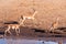 Restless Impalas near a waterhole