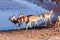 Restless Impalas near a waterhole