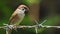 Restless Philippine Maya Bird Eurasian Tree Sparrow or Passer montanus perching on barbed-wire looking for food.