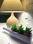 Restorant interior decoratiing arrangement with lamp and succulents