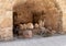 Restoration of the courtyard of the Crusader fortress of the old city of Acre in northern Israel