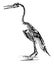 Restoration of Hesperornis regalis, vintage illustration