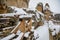 Restored oak wood draw-well winch, ancient ruins of old gothic medieval castle Helfenburk u Usteka tower under snow in winter day