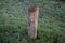 A restrictive roadside pole decorated with knitwear against a background of grass with hoarfrost in November. Berlin, Germany