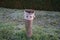 A restrictive roadside pole decorated with knitwear against a background of grass with hoarfrost in November. Berlin, Germany