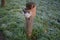 A restrictive roadside pole decorated with knitwear against a background of grass with hoarfrost in November. Berlin, Germany