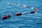 Restrictive safety buoys at depth in the blue sea