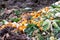 Rests of oranges and cabbage are composted on a compost heap for gardening and new plants in spring and summer with rotten