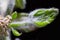 Result of chestnut bud opening. Newborn greenery. Contrast appearance on dark background