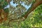 Resurrection Fern Covering A Branched Out Oak Tree Limb