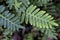 Resurrection Fern - Pleopeltis polypodioides