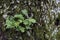 Resurrection Fern - Pleopeltis polypodioides