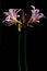 Resurrection lilies on black