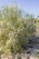 Retama monosperma, the bridal veil broom, a flowering bush