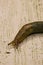 Reticulate Taildropper Slug 