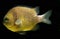 Reticulated Damselfish, dascyllus reticulatus, Adult