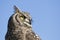 Reticulated eagle owl