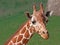 Reticulated Giraffe