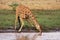 Reticulated Giraffe