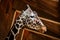 The Reticulated giraffe