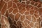 Reticulated Giraffe