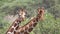 Reticulated Giraffe