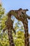 Reticulated giraffe