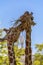 Reticulated giraffe