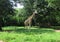 The reticulated giraffe