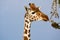 Reticulated giraffe browsing on Acacia branches