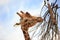 Reticulated giraffe browsing on dead branches with a clear blue sky background