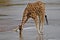 Reticulated giraffe drinking from river, Samburu, Kenya