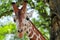 Reticulated giraffe frontal portrait