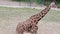 Reticulated Giraffe. Geographic Range: arid and dry-savannah zones of sub-Saharan Africa.