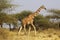 Reticulated Giraffe, giraffa camelopardalis reticulata, Adult walking through Acacias trees, Samburu Park in Kenya