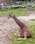 Reticulated giraffe Giraffa camelopardalis reticulata, also known as the Somali giraffe sitting on lawn